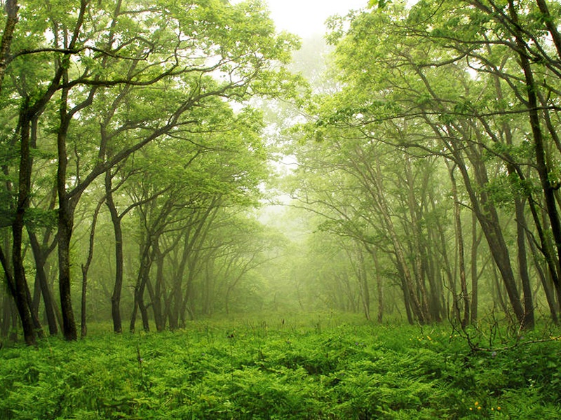 Changa Manga Forest