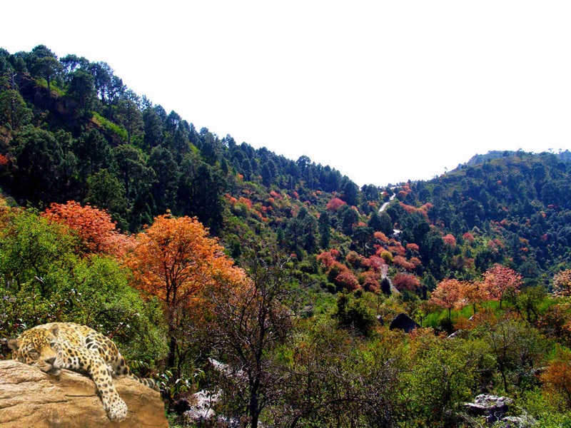 Margalla Hills