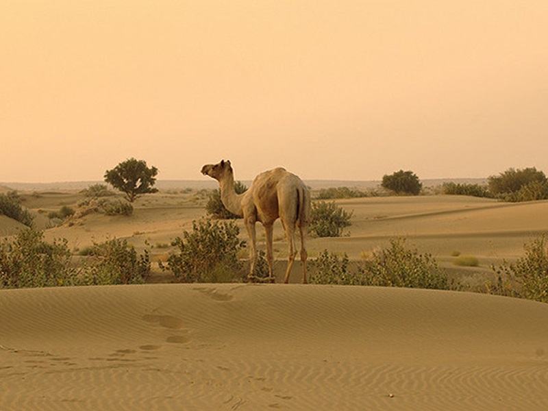 Thar Desert