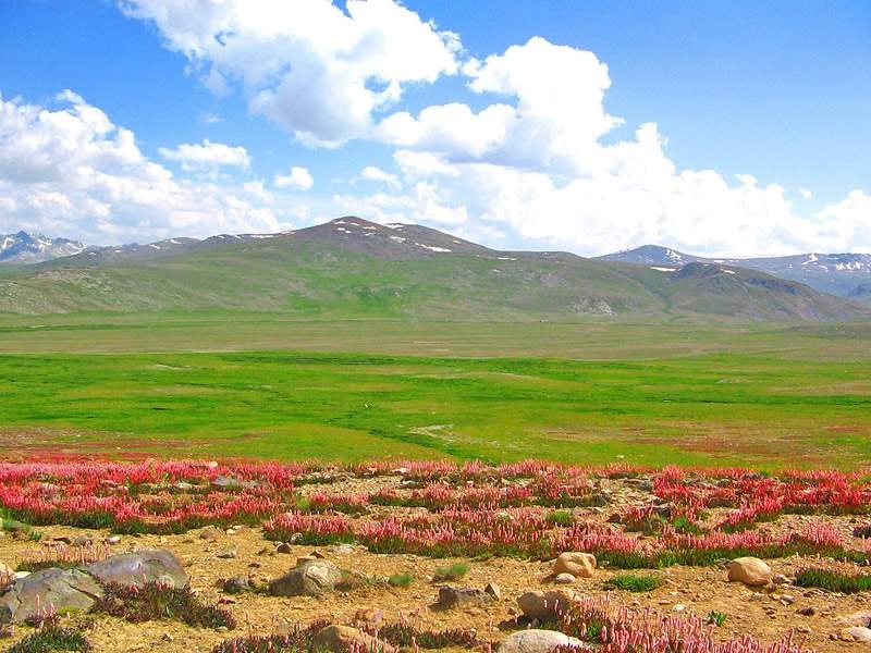 Deosai-Park-Skardu-Gilgit-Baltistan-b-800x600.png