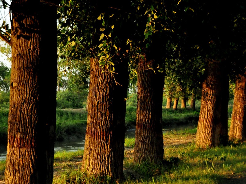 Changa-Manga-Forests-Lahore-b-800x600.png