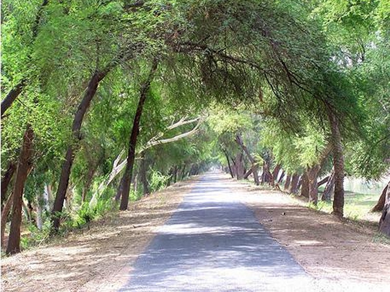 Changa-Manga-Forests-Lahore-c-800x600.png