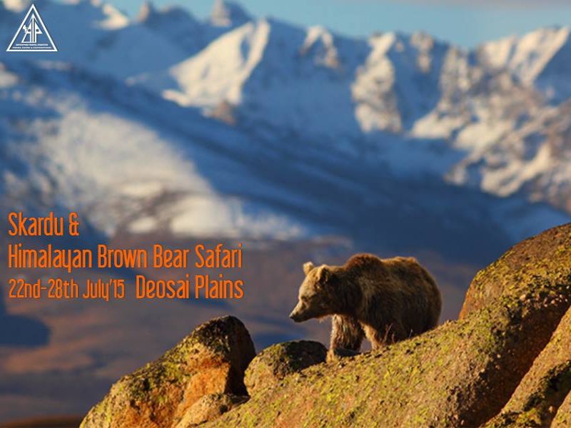 Brown Bear Safari